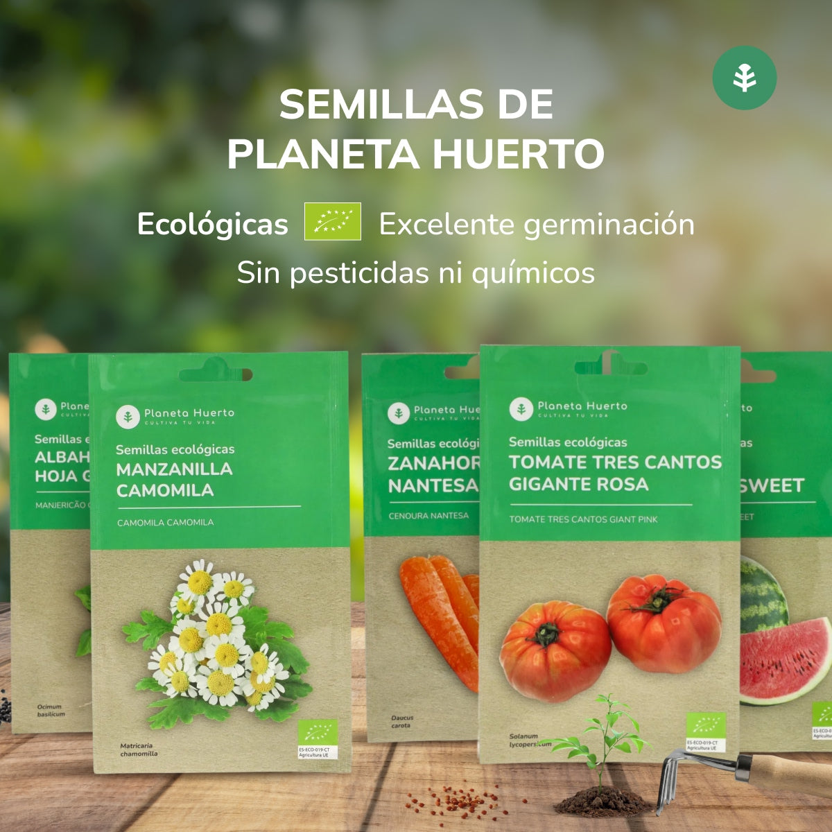 Semillas de Orégano ecológicas Planeta Huerto