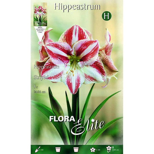 Bulbo Amarilis estriado rojo blanco 1 ud