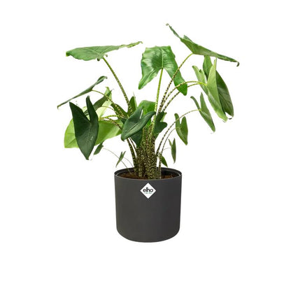 Macetero B.for Soft Round Elho Antracita 14 cm